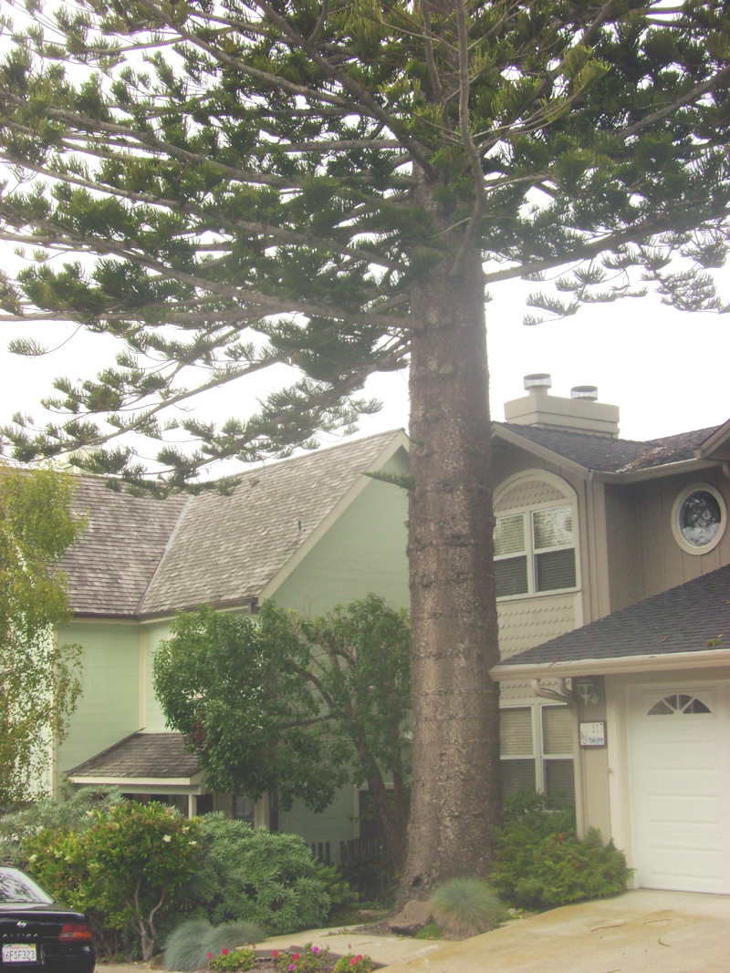 Norfolk Pine linear branches